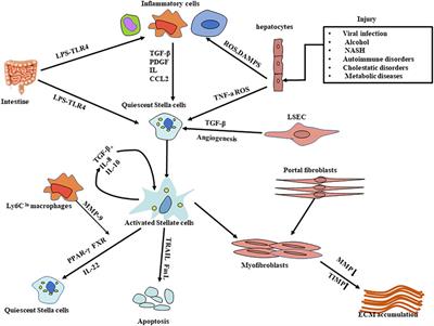 Molecular Mechanisms and Potential New Therapeutic Drugs for Liver Fibrosis